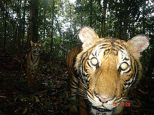 Jobs Working With Tigers And Big Cats Jobs Working With Tigers And Big Cats