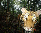Camera trap