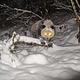 The flash from the camera trap is reflected in the eyes of this panda as it makes its way through the snow in Wolong Nature Reserve, Sichuan, China. © WWF-China