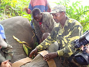 Radio and satellite telemetry have been an integral part of many research and management projects ... / ©: WWF CARPO/CFP_SAWA / ©: WWF CARPO/CFP_SAWA