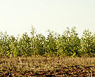 Planting fast growing tree species helps reducing pressure on natural forests
