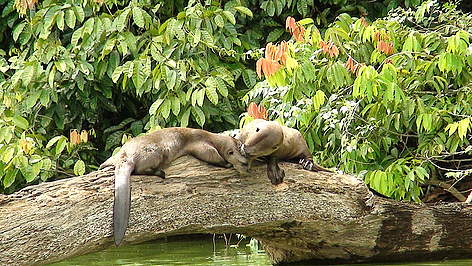 Giant Otter - Putumayo / ©: WWF Perú/ María del Pilar Ramírez / ©: WWF Perú/ María del Pilar Ramírez