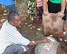‘Lady Daunivonu’ is the latest Loggerhead turtle to be satellite tagged in Fiji, bringing the
total number of Loggerhead species tagged in the country to four.
