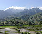 Rice cultivation (forefront) and deforestation on the hillsides of a moist forest near Fort Dauphin, in South-east Madagascar