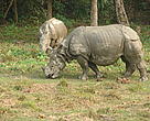 Greater One Horned Rhinoceros (Rhinoceros Unicornis)