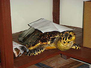 A 2006 survey carried out by TRAFFIC found more than 23,000 items made from hawksbill turtles for ... / ©: Adrian Reuter / TRAFFIC North America / ©: Adrian Reuter / TRAFFIC North America