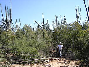Spiny forests are particularly challenging for teledetection, because they often consist of low ... / ©: GoodPlanet / R. Vaudry / ©: GoodPlanet / R. Vaudry