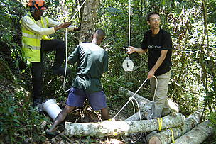 Integral weighing of selected trees (branches and stems) / ©: GoodPlanet / R. Vaudry / ©: GoodPlanet / R. Vaudry