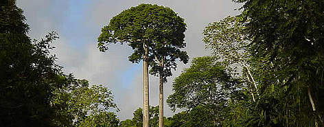 Tree in forest / &copy;: WWF/ Laura SEQUEIRA