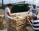 Equipo WWF inspeccionando trampas mejoradas para langosta. Estas trampas tienen una abertura por donde pueden escapar langostas juveniles (menores a la talla mínima de pesca).