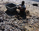 Young boy searching from the large amount of small fish left on the beach by Bazaruto Fishermen.