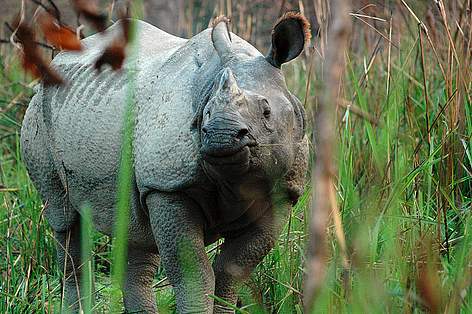 Chitwan National Park is home to the second largest population of greater one-horned rhinoceros / ©: Sameer Singh / WWF Nepal rel=