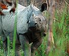 Chitwan National Park is home to the second largest population of greater one-horned rhinoceros