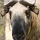 Bhutanese Takin finding refuge in a WWF funded nature reserve © WWF Bhutan - Kimberlee ADOLPH