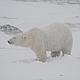 WWF and PBI are working together on a programme where a Tundra Buggy is in the field in Churchill, Hudson Bay, Canada, observing polar bears in the wild © WWF / Geoff York