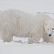 Watching a bear in the wild from the WWF/PBI 'Tundra Buggy' in Churchill, Hudson Bay, Canada. © WWF