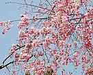 Cherry tree 01
