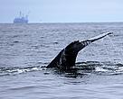 Western gray whale (Eschrichtius robustus) feeds near oil platform off Russia's Sakhalin Island.