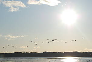 Greater White-fronted Goose