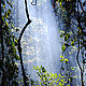 Rain forest in Analila, Northern Madagascar © WWF Madagascar / Martina Lippuner
