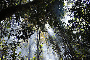 Forest: a huge resource for local population / &copy;: WWF / Martina Lippuner