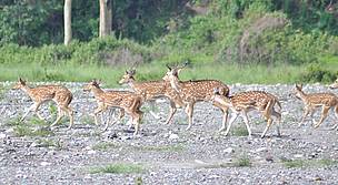Chital Deer / ©: WWF / ©: WWF