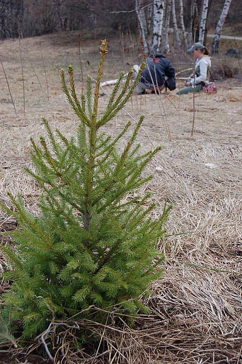 Нов живот за Коледната елха / ©: WWF/Konstantin Ivanov Volunteers planting Christmas trees in pots, Vitosha Nature Park, Bulgaria, 11 April 2009 / ©: WWF/Konstantin Ivanov