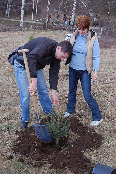 Само определени видове виреят на Витоша / ©: WWF/Konstantin Ivanov Volunteers planting Christmas trees in pots, Vitosha Nature Park, Bulgaria, 11 April 2009 / ©: WWF/Konstantin Ivanov