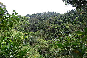 Forêt tropicale, Vondrozo, Madagascar. / ©: WWF-MWIOPO/M. Lippuner / ©: WWF-MWIOPO/M. Lippuner