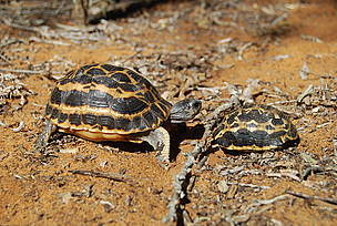 Spider tortoises are endemic to Madagascar