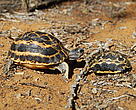 Spider tortoises are endemic to Madagascar