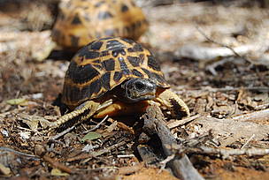 A spider turtle / ©: WWF / Martina Lippuner / ©: WWF / Martina Lippuner