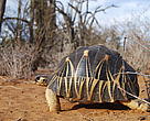 Radiated tortoise in spiny forest near Itampolo, South east Madagascar