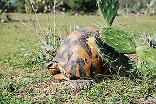 The radiated tortoise is endemic to Madagascar's spiny forest