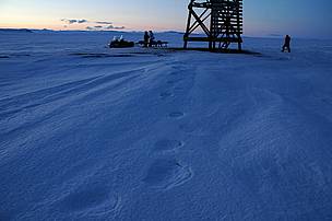 Polar bear tracks. Chukotka, Russia.