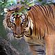Royal Bengal Tiger © WWF-Bhutan