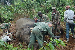 Geo-spatial distribution of key large mammals such as elephants, drills, chimpanzees, gorilla has ... / ©: WWFCARPO/CFP / ©: WWFCARPO/CFP