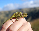 Tiny chameleon. Vicinity of Ivohibe, Madagascar