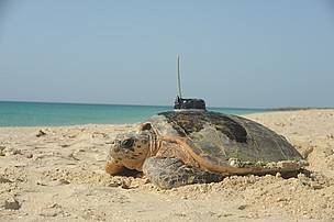 turtle tagging, turtle, hawksbill / &copy;: EWS-WWF