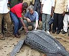 WWF Director General, Jim Leape (R)and CARPO Representative, Laurent Somé (L) at the rescue of a leatherback turtle on the beaches of Campo Ma'an