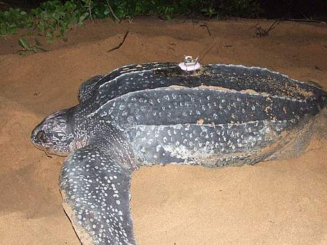  / &copy;: marine turtle sur