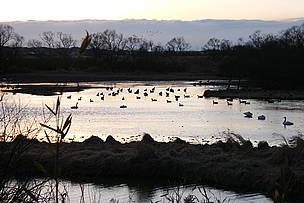 Greater White-fronted Goose