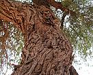 The ghaf is a tough, sturdy tree that survives well in desert conditions 
