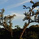 Atlantic Forest © Helen Beynon