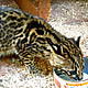 Baby ocelot in San Rafael © Helen Beynon
