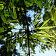 Sunlight and Foliage © Helen Beynon