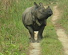 Greater One Horned Rhino, Terai Arc landscape