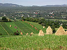 The One Europe More Nature project will help to ensure future generations can enjoy the stunning ... / ©: WWF / Pop Emil Maramures landscape, with traditional haystacks. / ©: WWF / Pop Emil