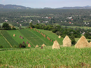 Maramures landscape, with traditional haystacks.