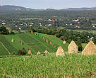 Maramures landscape, with traditional haystacks.